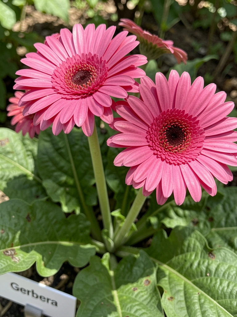 Gerbera amarela iluminada pelo sol em um jardim, com pétalas abertas e fundo verde desfocado.