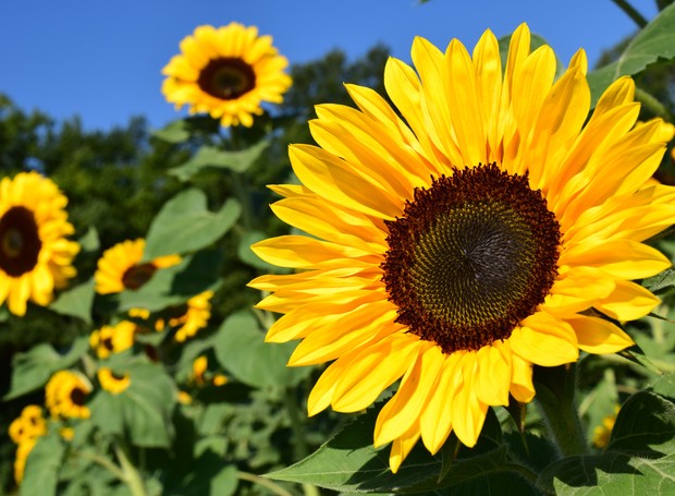 o que é a flor do girassol
