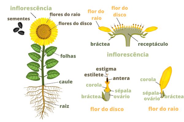 girassol é um aglomerado de flores