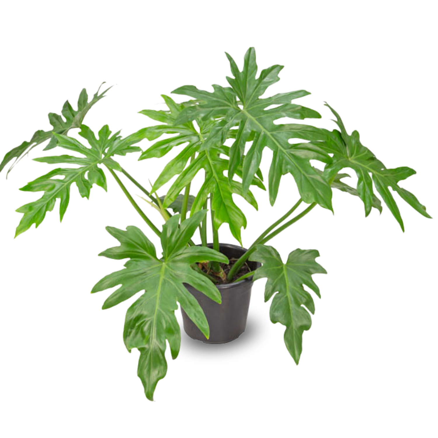 Philodendron bipinnatifidum cuidados
