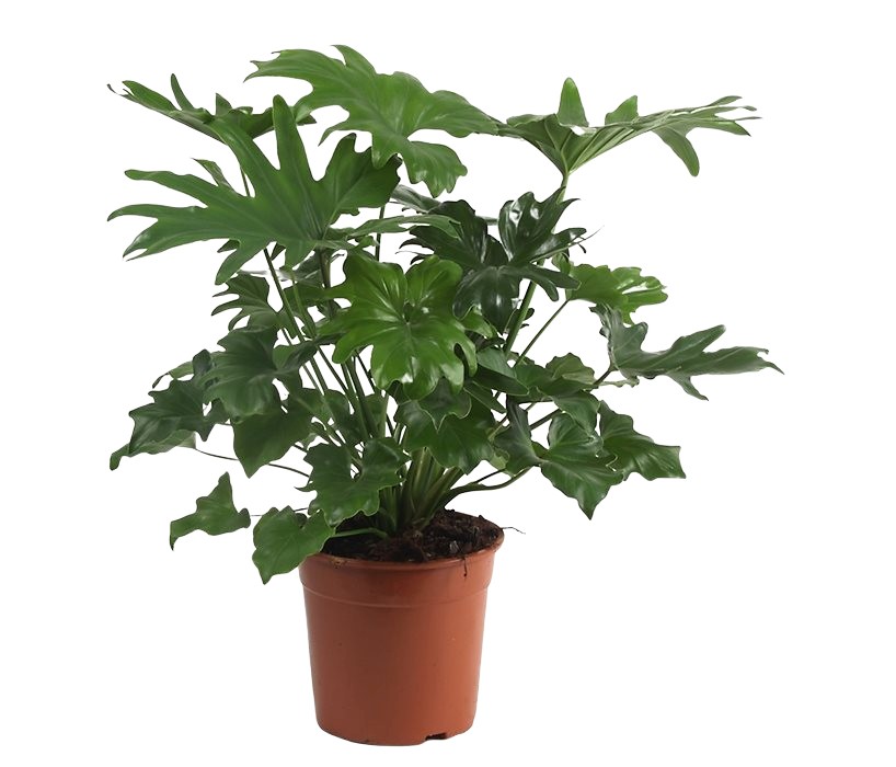 Planta tropical brasileira