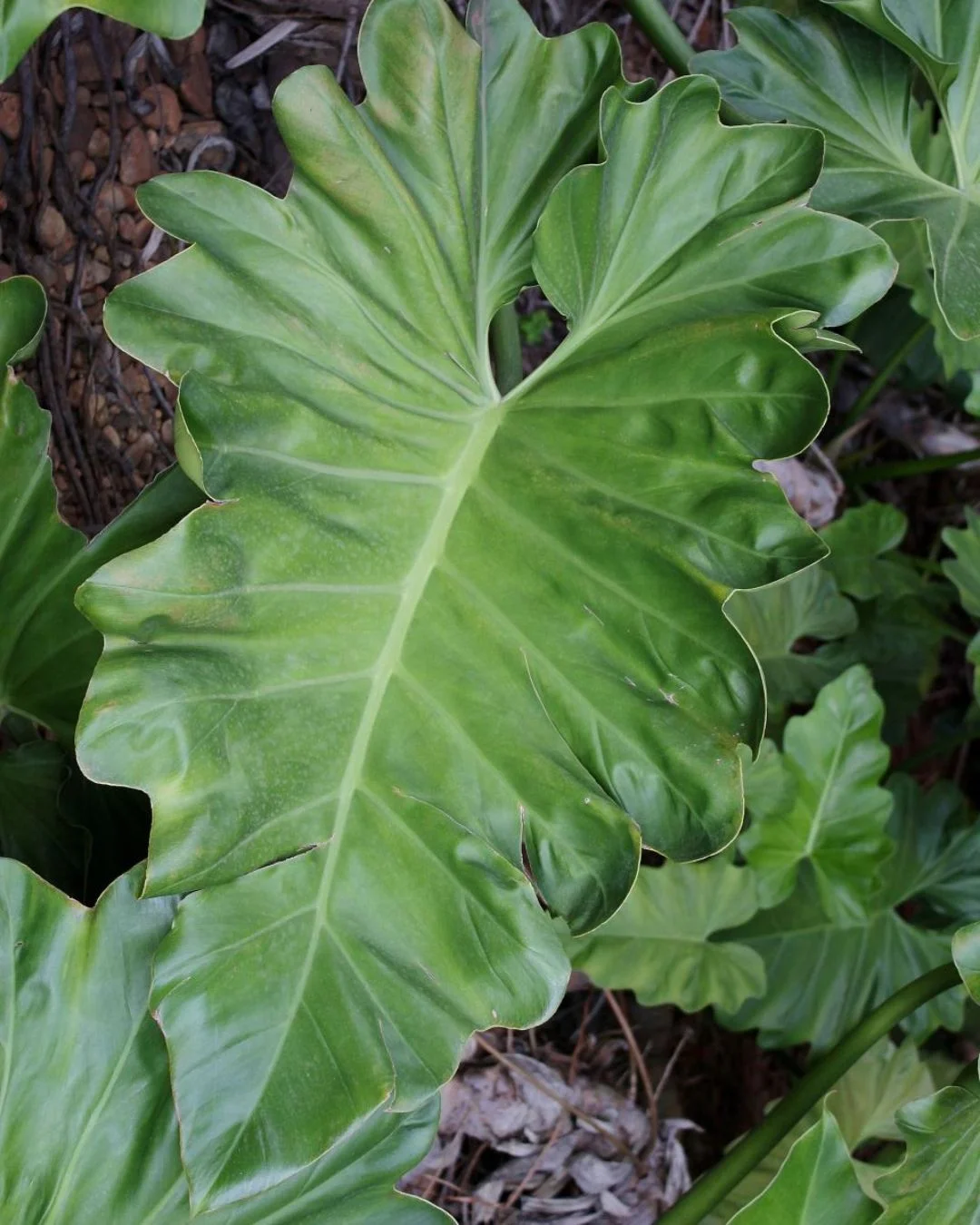 Thaumatophyllum undulatum cultivo