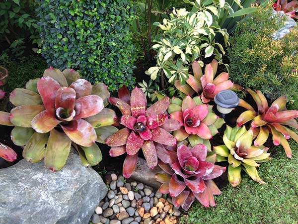 plantas para jardim de pedras