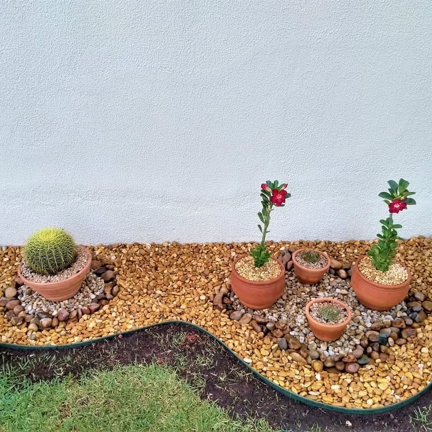 plantas para vasos de barro e pedras