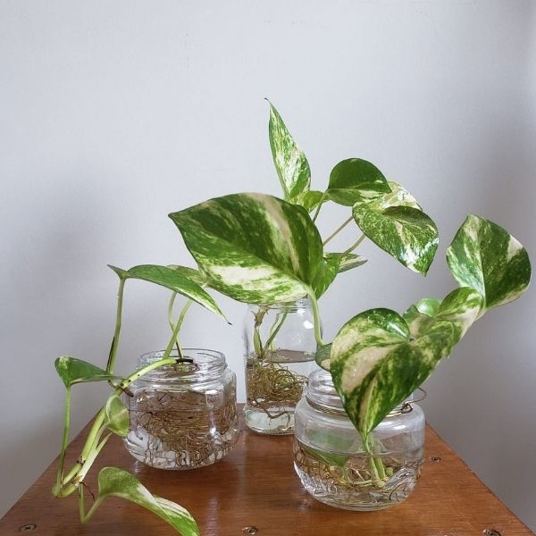 jiboia em vaso com agua