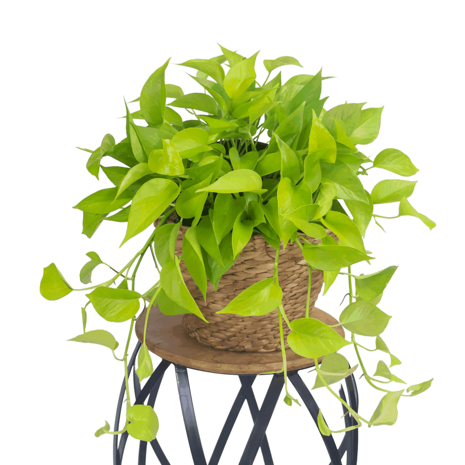 Epipremnum aureum 