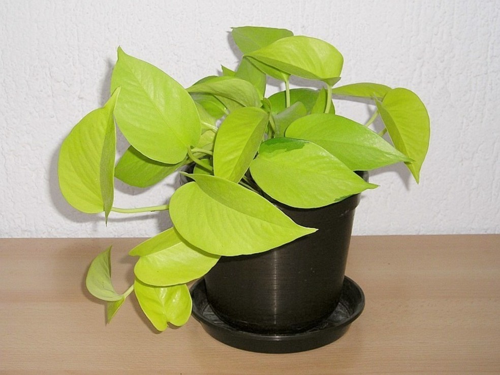 jiboia neon planta tóxica
