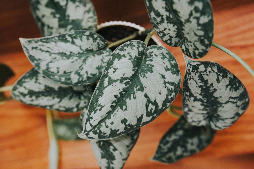 Scindapsus pictus 