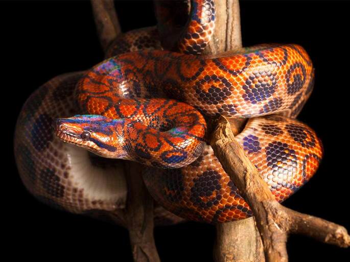 boa constrictor constrictor