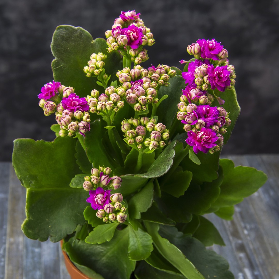Kalanchoe reflorir