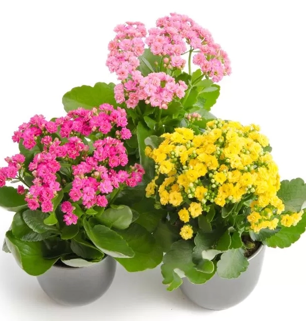 Planta suculenta tóxica pets