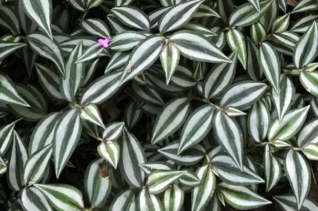 Tradescantia zebrina