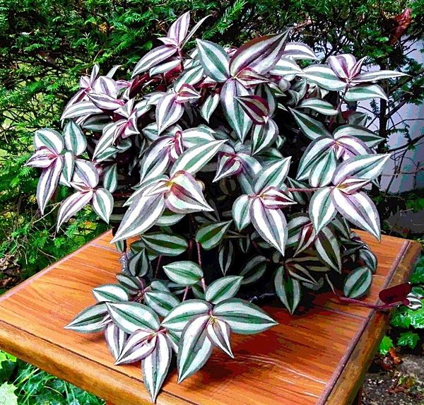 planta pendente fácil