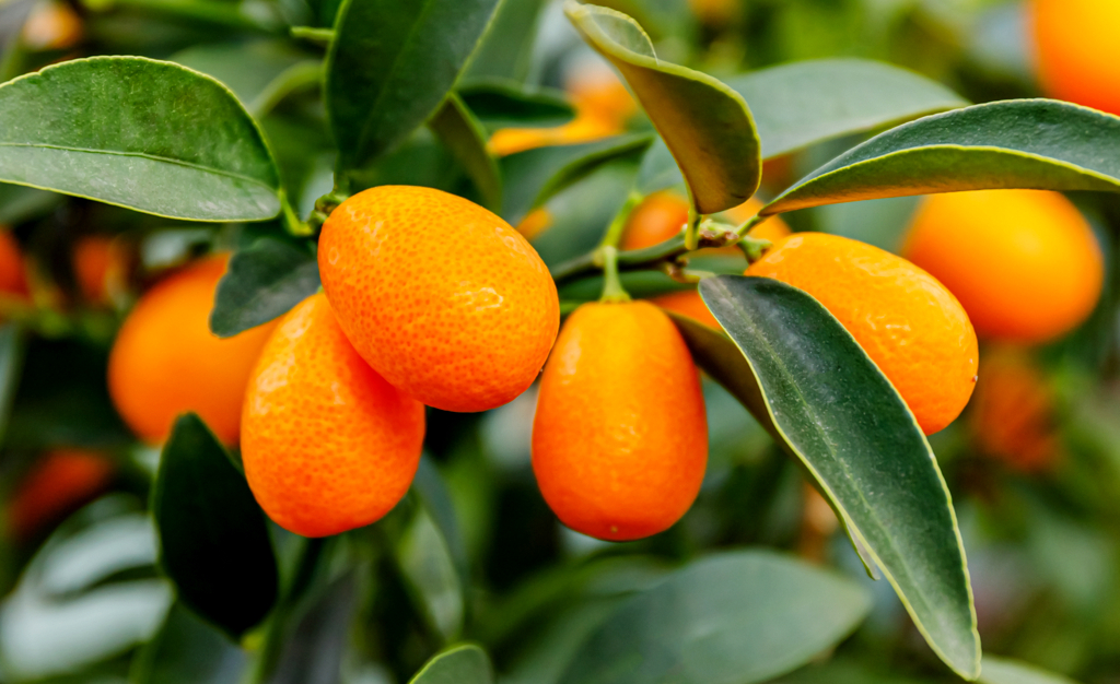 laranja pequena doce