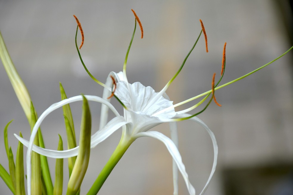 Hymenocallis cultivo