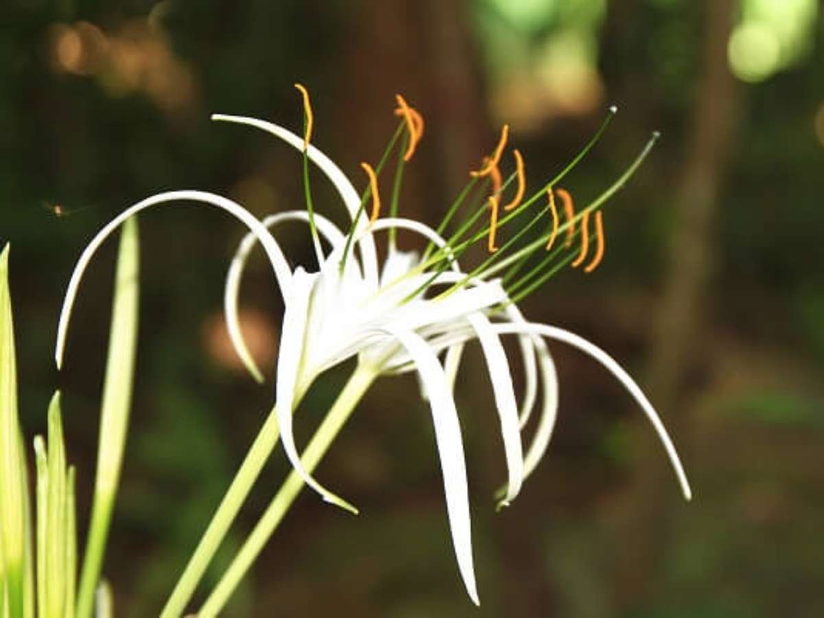 Planta lírio aranha tóxica