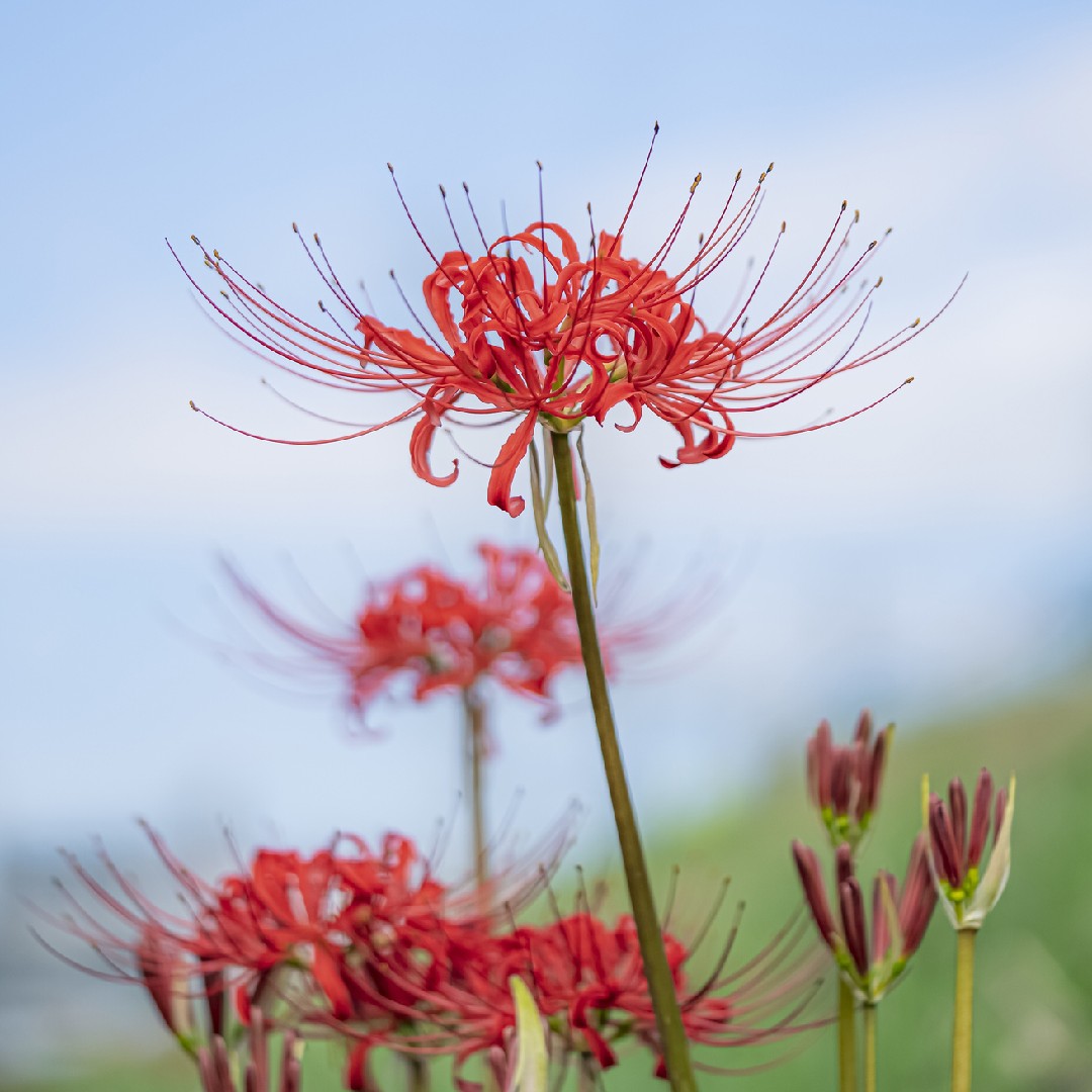 Flor da morte Japão