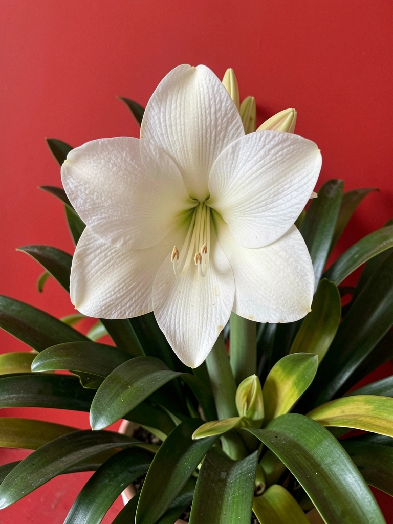 Folhas verdes largas de lírio da paz com brácteas vermelhas em vaso branco sobre mesa de madeira