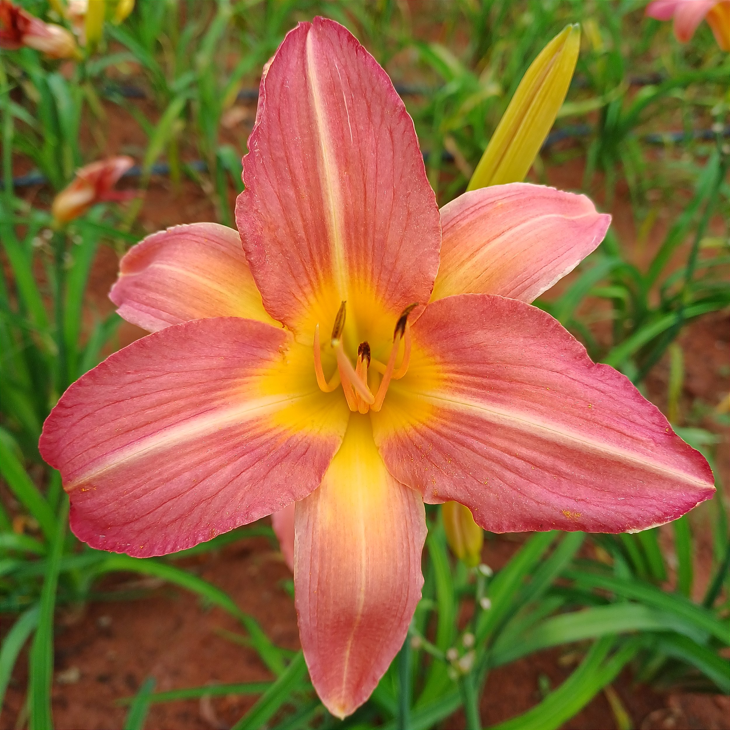 Flor de São José