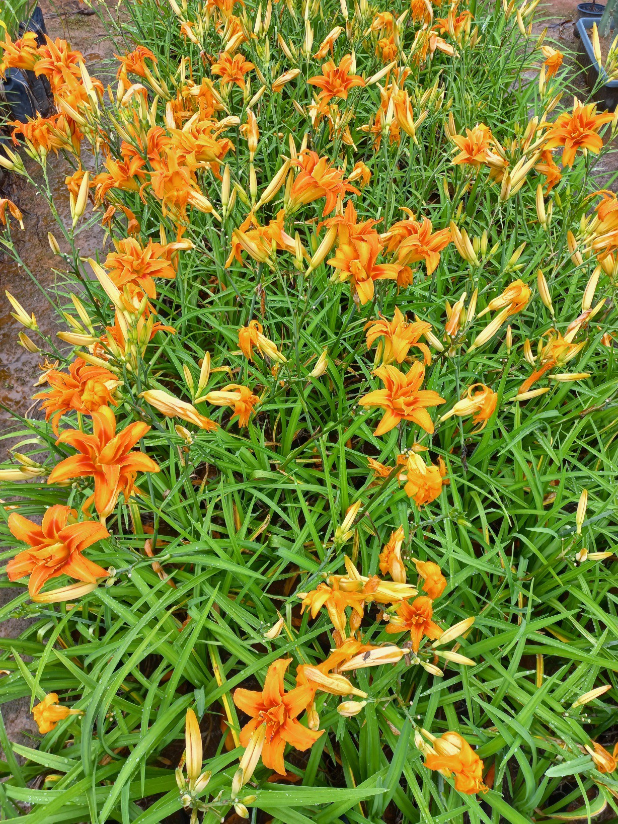 Cultivo de lírio do vento laranja