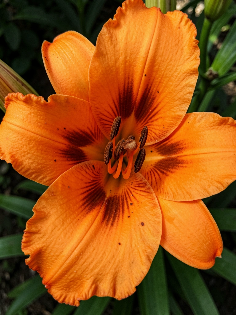 Flor de lírio laranja com pétalas abertas e estames salientes sobre fundo neutro.