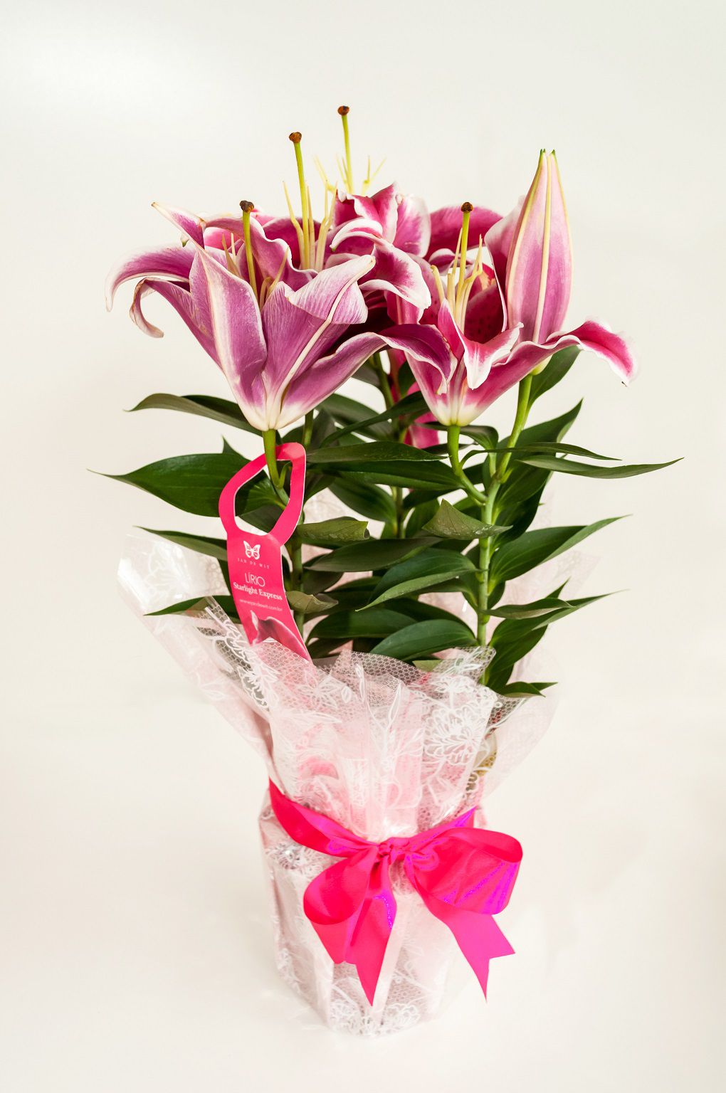 comprar lírio rosa