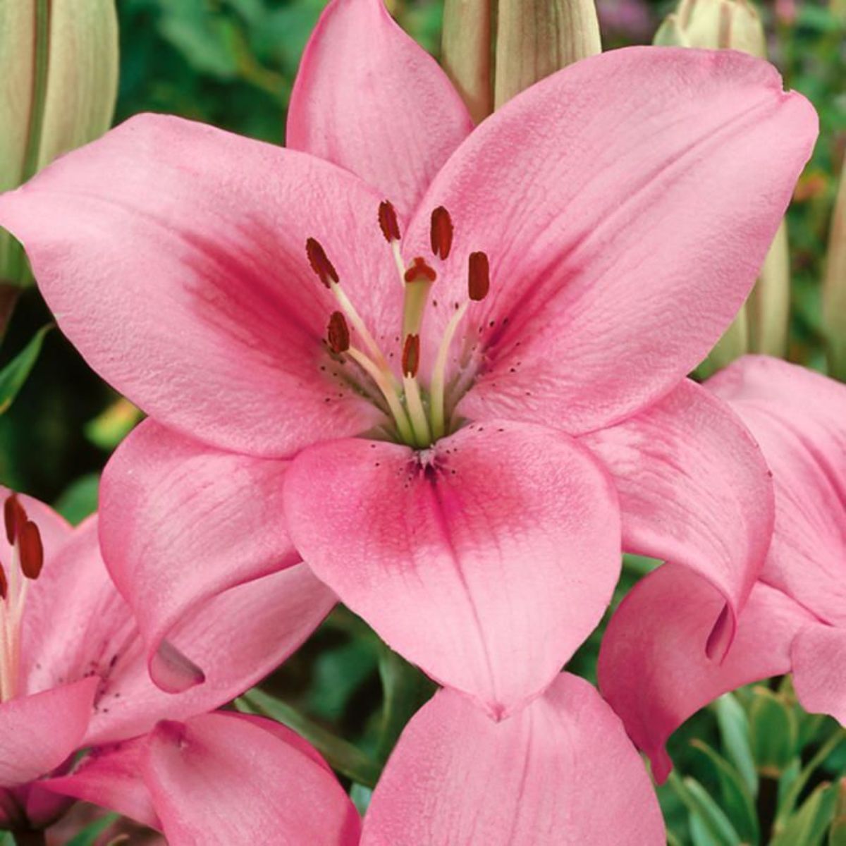cuidados lírio rosa