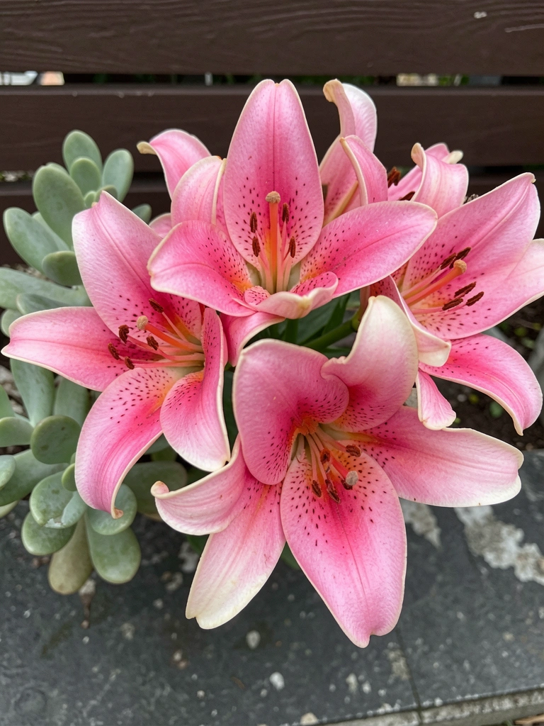 Lírio rosa em vaso de cerâmica branca sobre mesa de madeira, com folhas verdes ao fundo