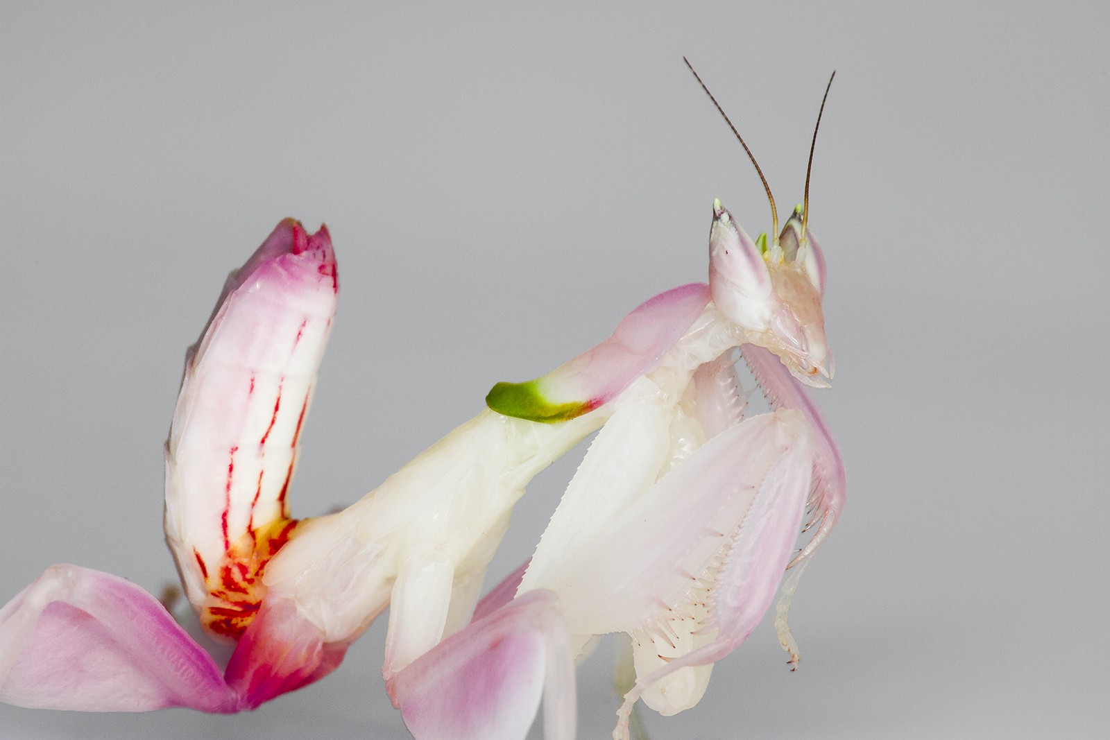 Hymenopus coronatus