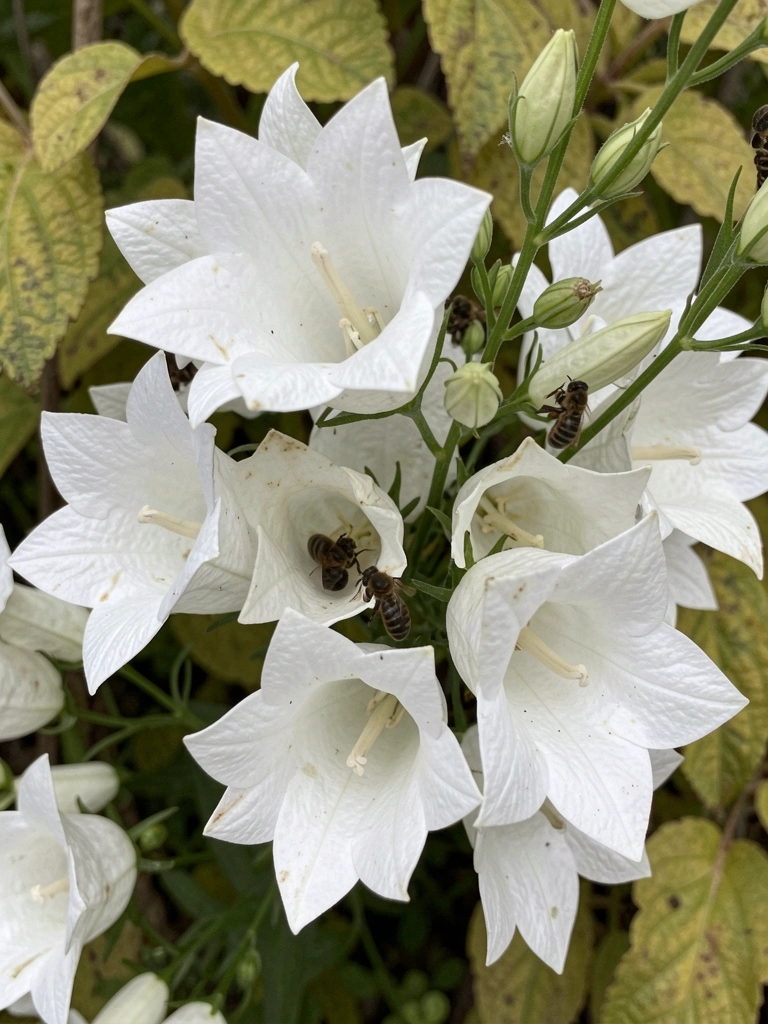 Flores secas de lunaria annua em tom translúcido sobre fundo neutro