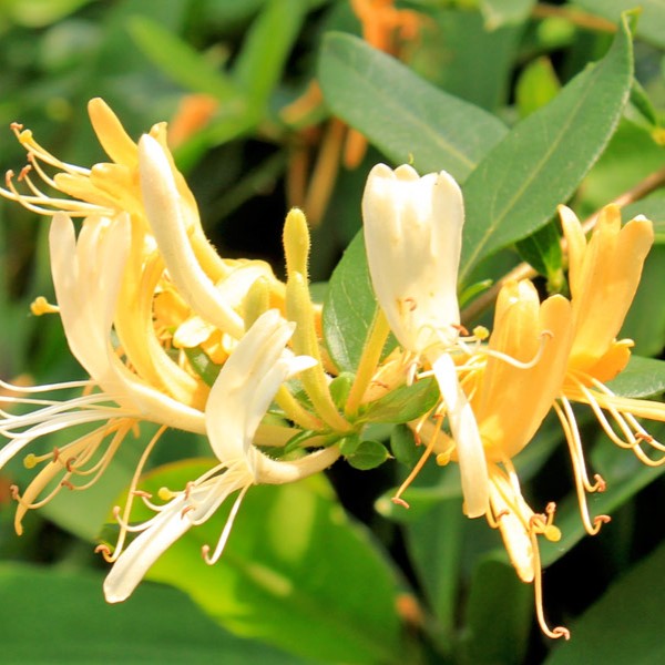 Flor de madressilva para que serve
