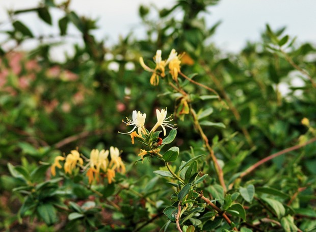 madressilva medicinal