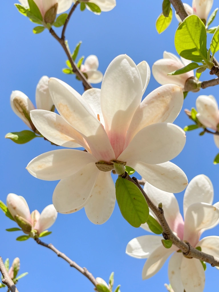 Flores brancas de magnólia com folhas verdes brilhantes em close
