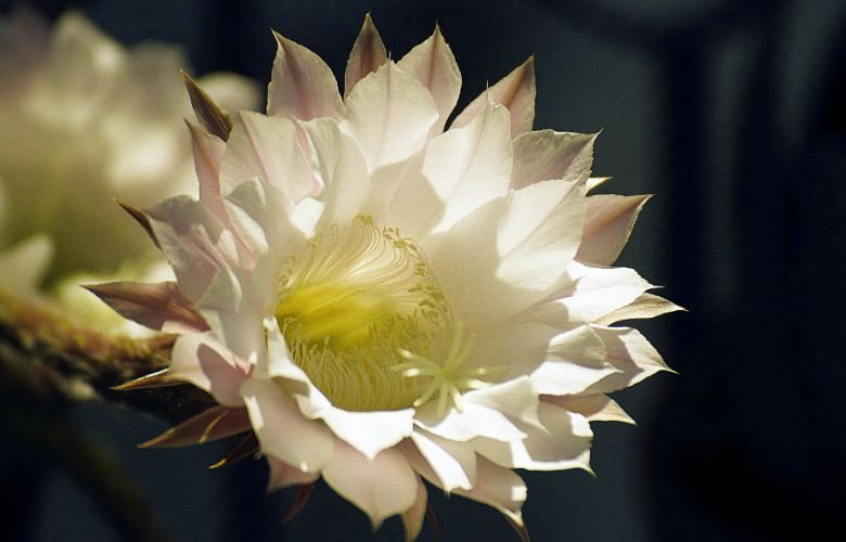 flor de mandacaru dura quanto tempo