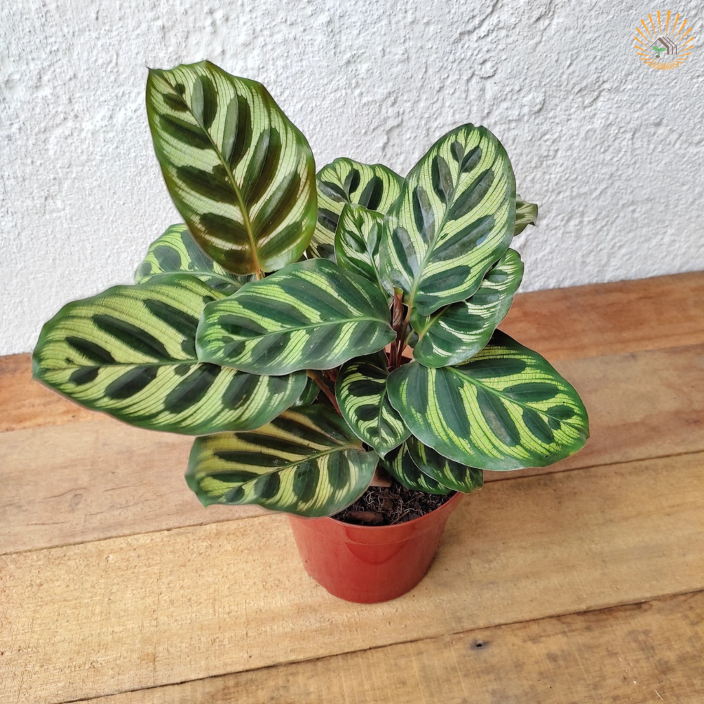 Calathea Makoyana cuidados