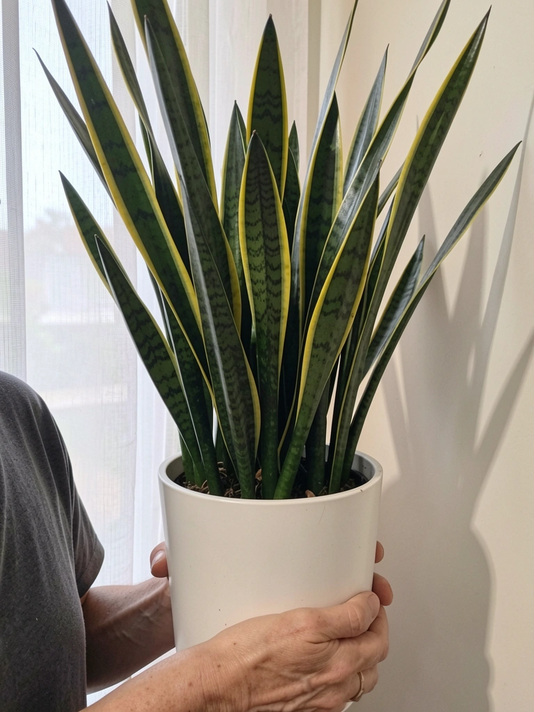 Planta jiboia com folhas verdes e amarelas pendendo de um vaso próximo a uma janela com cortina leve.
