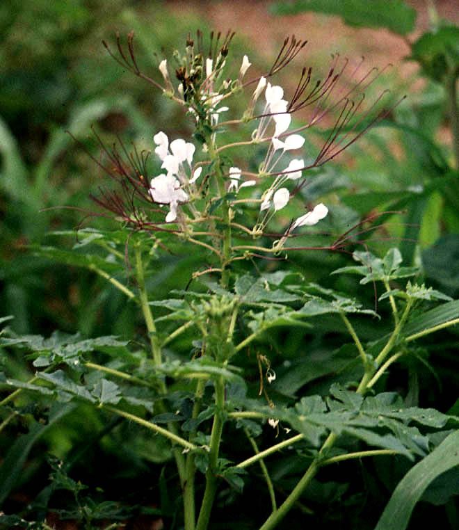 Tarenaya spinosa propriedades