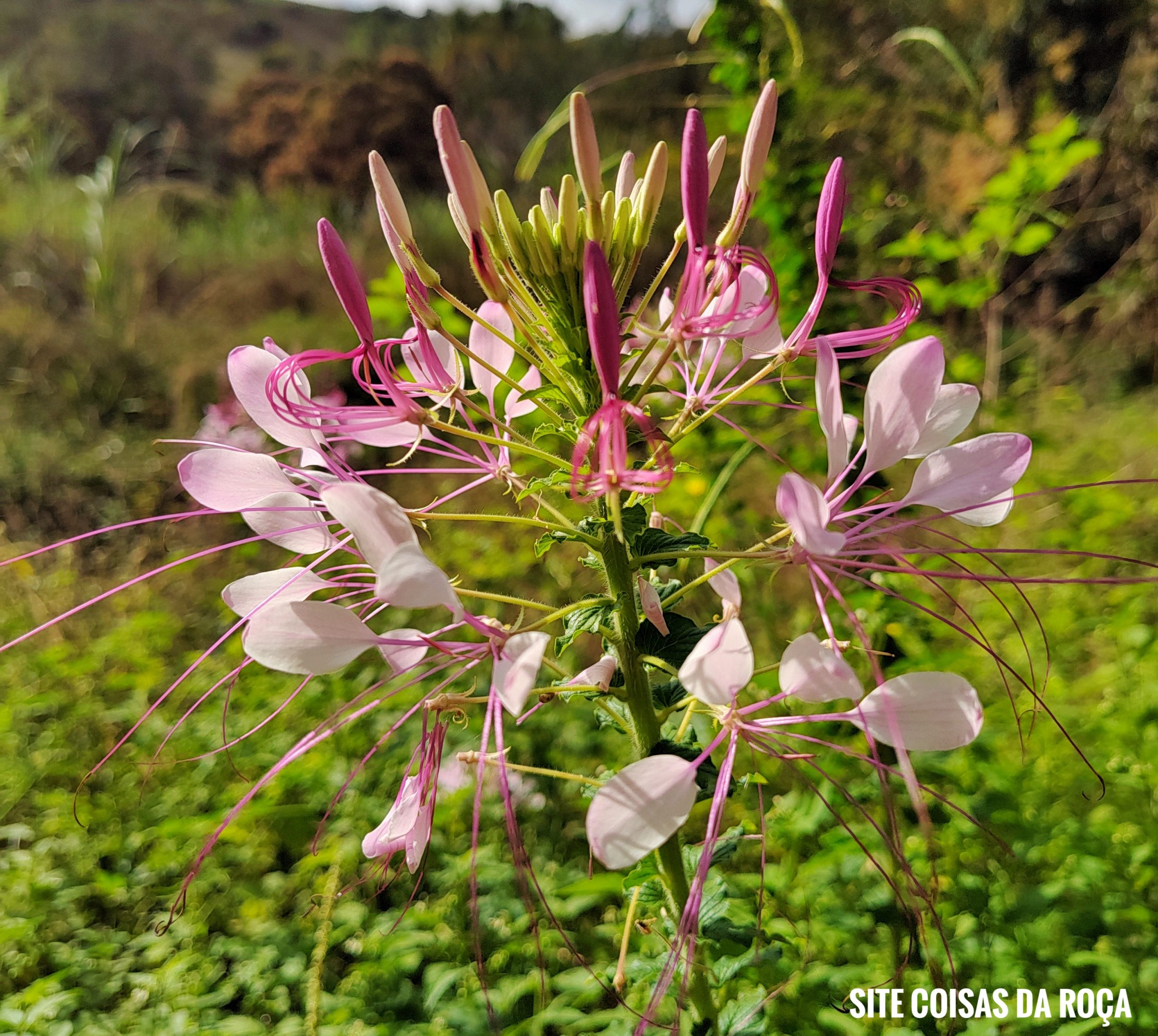 Planta aranha medicinal