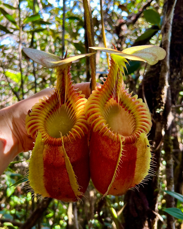 planta copo de macaco