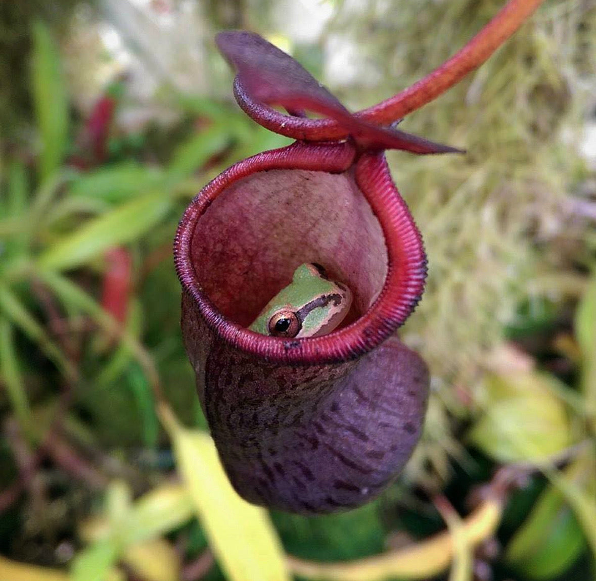 plantas carnívoras tropicais