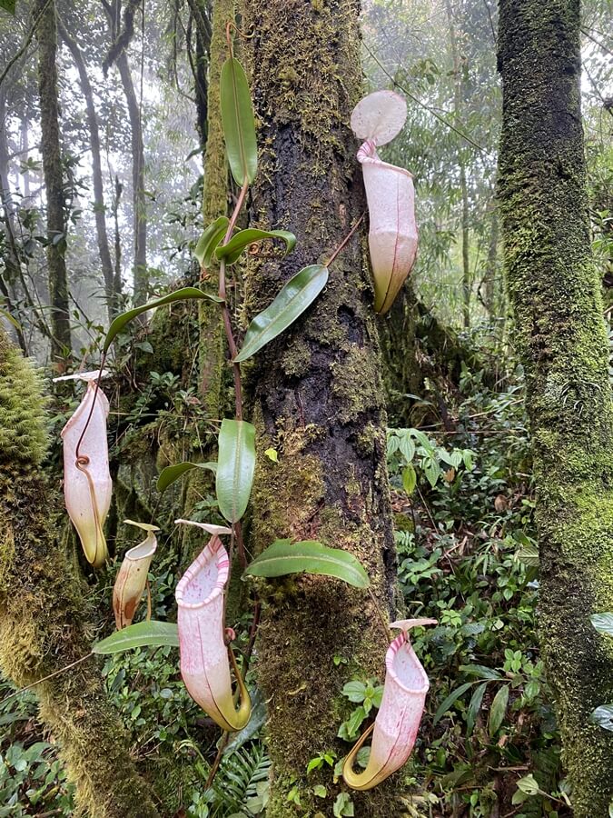 cultivo de nepenthes