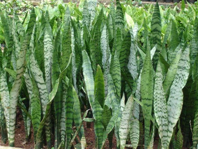 dracaena trifasciata nome antigo