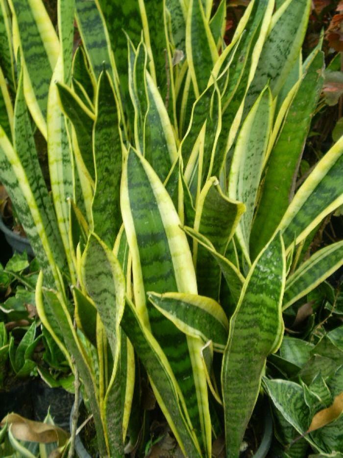 sansevieria trifasciata nome atual