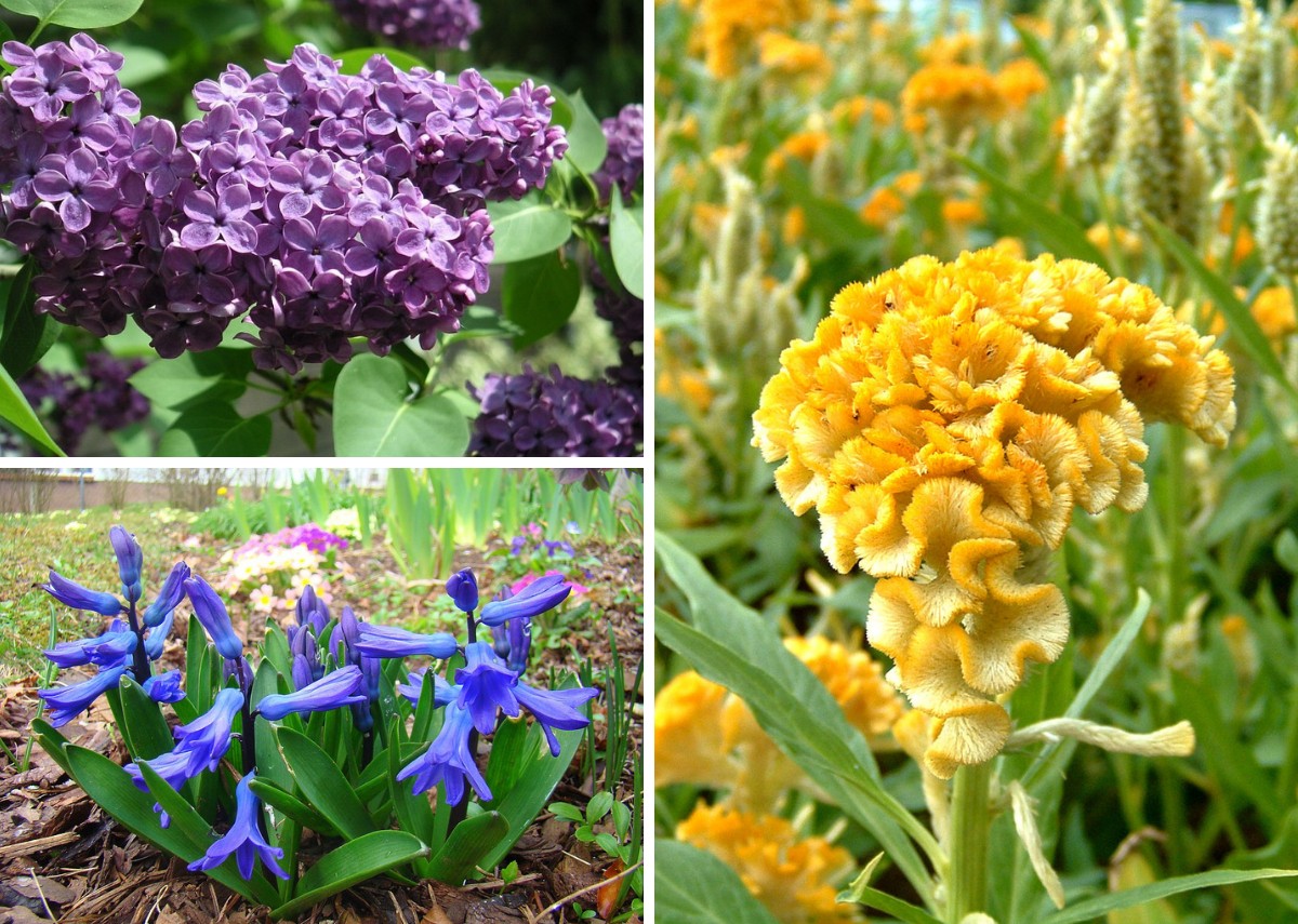 flores raras e exóticas