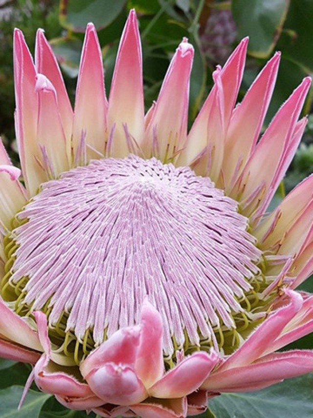 flores com formatos curiosos