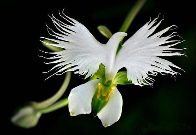 flores tropicais ornamentais