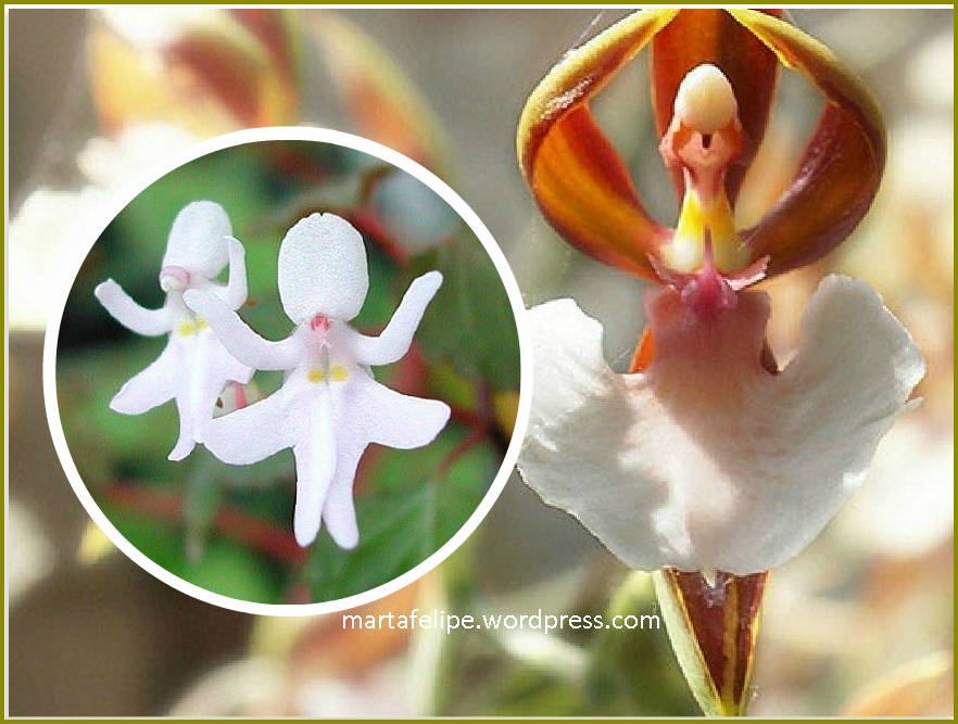 flores de beleza única