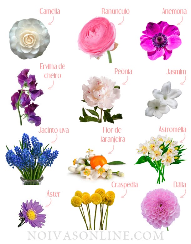 flores com formatos curiosos