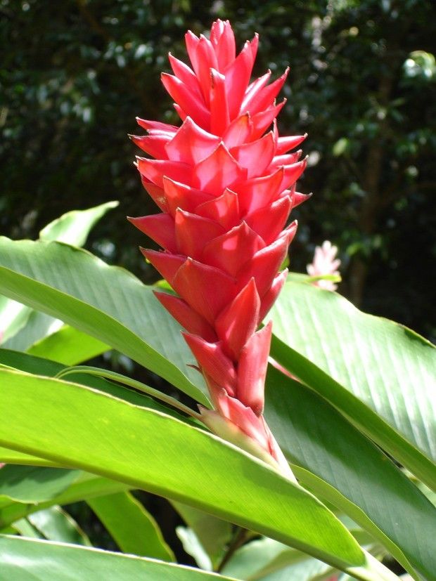 flores com formatos curiosos