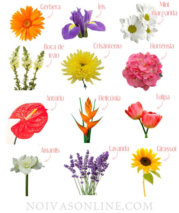 flores de beleza única